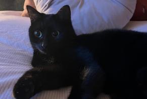 Alerta desaparecimento Gato cruzamento Fêmea, 2 anos Colmar França