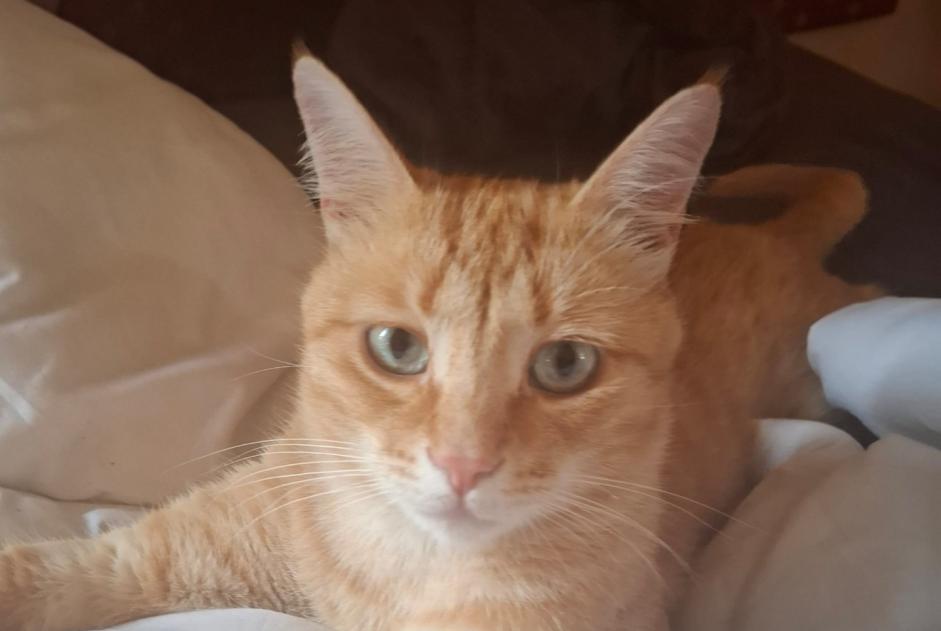 Alerta desaparecimento Gato  Macho , 1 anos Oost-Cappel França