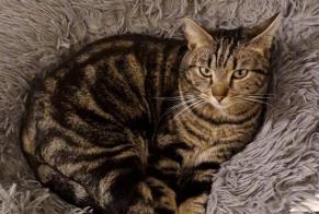 Alerta desaparecimento Gato Macho, 2 anos Fillière França