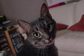 Alerta desaparecimento Gato Fêmea, 25 anos Saint-Évarzec França