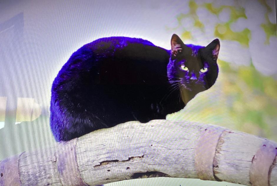 Alerta desaparecimento Gato cruzamento Fêmea , 7 anos Malbuisson França