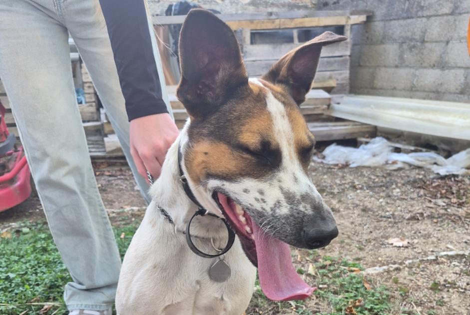 Alerta descoberta Cão Macho Montigny-Lencoup França