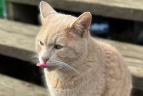 Alerta desaparecimento Gato Macho, 4 anos Irodouër França