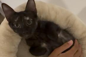 Alerta desaparecimento Gato cruzamento Fêmea, 0 anos Toulouse França