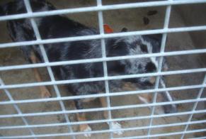 Alerta descoberta Cão Fêmea Saint-Amans-Soult França