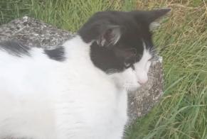 Alerta desaparecimento Gato cruzamento Macho, 2 anos Riedisheim França