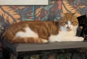 Alerta desaparecimento Gato Macho, 4 anos Épinay-sur-Orge França