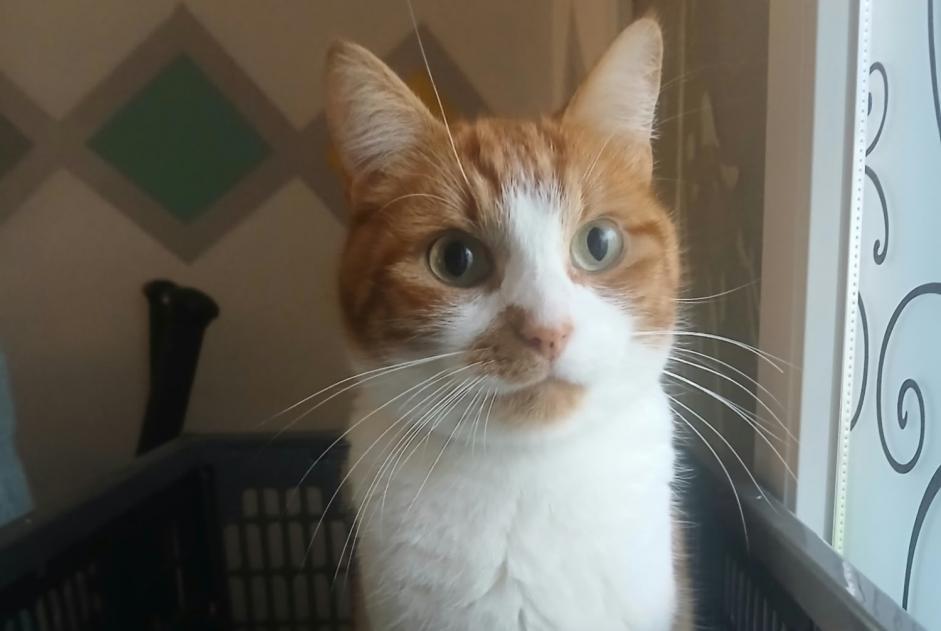 Alerta desaparecimento Gato  Macho , 4 anos Épinay-sur-Orge França