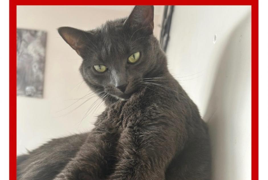 Alerta desaparecimento Gato Macho , 3 anos Suresnes França