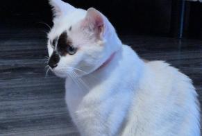 Alerta desaparecimento Gato cruzamento Fêmea, 1 anos Aulnat França