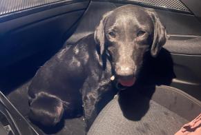 Alerta descoberta Cão Macho Saint-Genis-Laval França