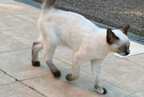 Alerta descoberta Gato Desconhecido Ponteilla França