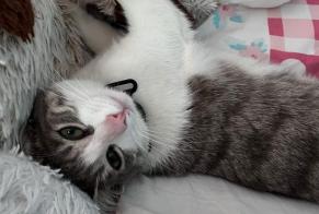Alerta desaparecimento Gato Fêmea, 1 anos Lagord França