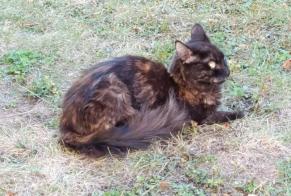 Alerta descoberta Gato Fêmea Épône França