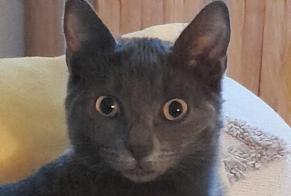 Alerta desaparecimento Gato Fêmea, 2 anos Lassigny França