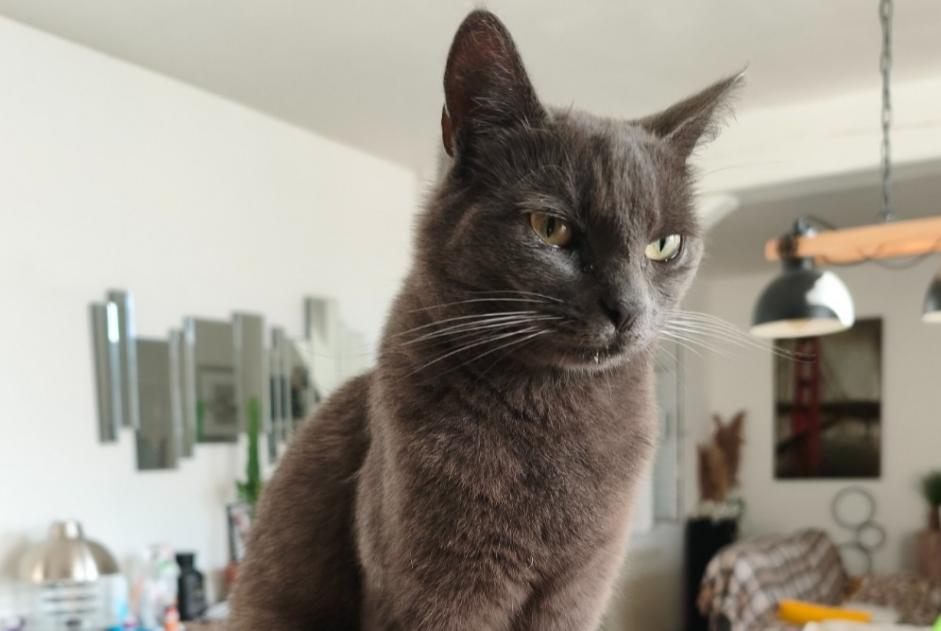 Alerta desaparecimento Gato Fêmea , 2 anos Lassigny França