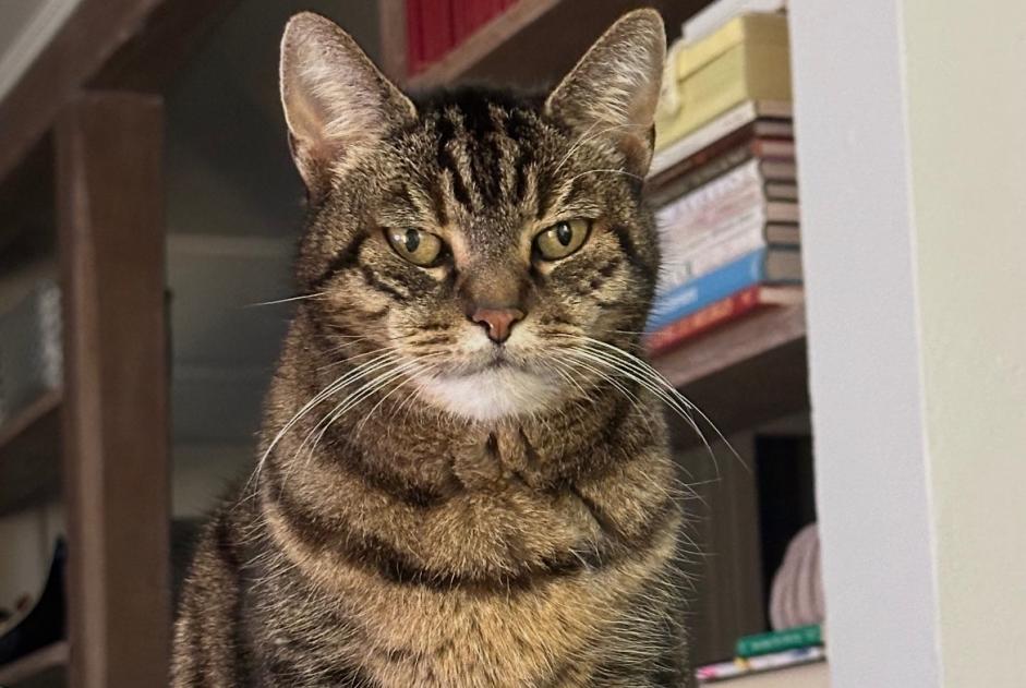 Alerta desaparecimento Gato  Fêmea , 14 anos Brunoy França