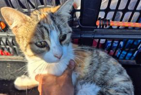 Alerta descoberta Gato Desconhecido Champenard França
