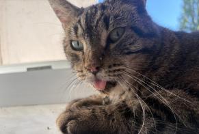 Alerta descoberta Gato Macho, 15 anos Longeville-lès-Metz França
