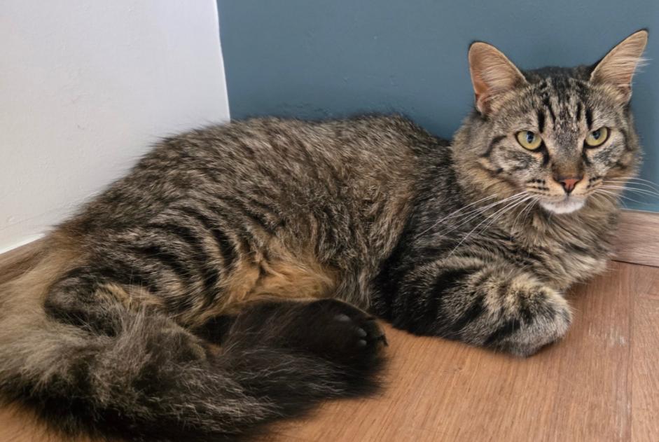 Alerta desaparecimento Gato cruzamento Fêmea , 1 anos Fillière França
