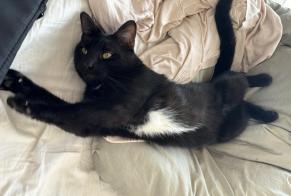 Alerta desaparecimento Gato Macho, 5 anos Montesquieu-des-Albères França