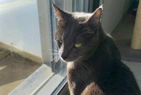 Alerta desaparecimento Gato cruzamento Macho, 2 anos Saint-Trivier-sur-Moignans França