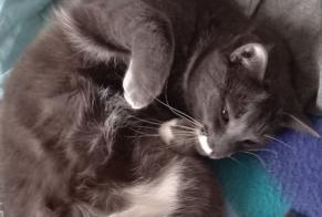 Alerta desaparecimento Gato cruzamento Macho, 2 anos Saint-Trivier-sur-Moignans França