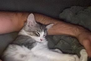 Alerta descoberta Gato Macho, Entre 4 e 6 meses Meaux França