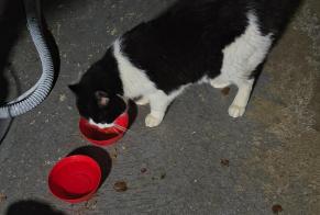 Alerta descoberta Gato Fêmea Montivilliers França