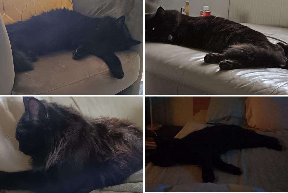 Alerta desaparecimento Gato  Fêmea , 1 anos Le Miroir França