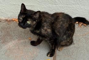 Alerta descoberta Gato cruzamento Fêmea Roubaix França
