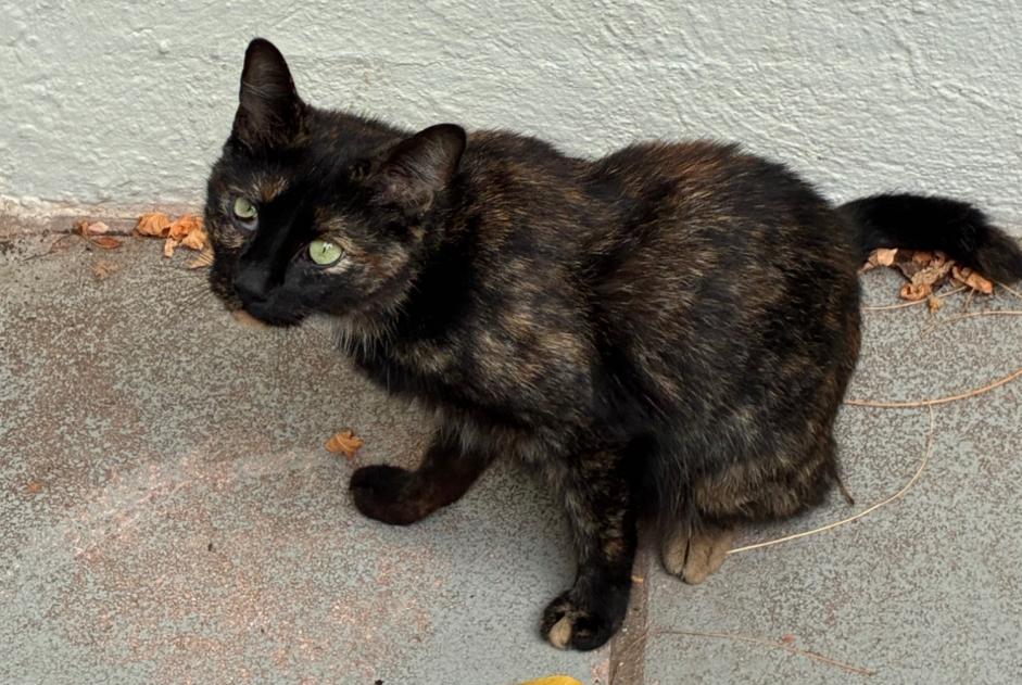 Alerta descoberta Gato cruzamento Fêmea Roubaix França