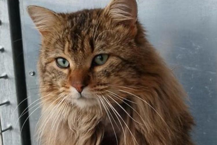 Alerta desaparecimento Gato Macho , 2 anos Pujaut França