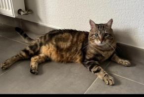 Alerta desaparecimento Gato Macho, 6 anos Saint-Alban França