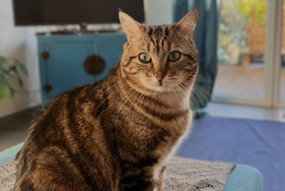 Alerta desaparecimento Gato  Macho , 6 anos Saint-Alban França