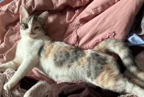 Alerta descoberta Gato Fêmea Bernières-sur-Mer França