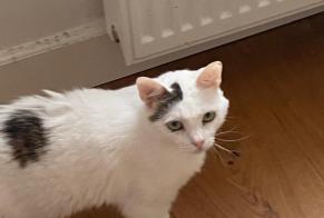 Alerta desaparecimento Gato Fêmea, 7 anos Vitré França