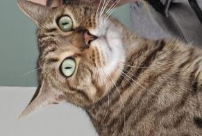 Alerta desaparecimento Gato cruzamento Macho, 8 anos Lozanne França