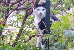 Alerta desaparecimento Gato Macho, 4 anos Roannes-Saint-Mary França