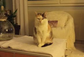 Alerta desaparecimento Gato cruzamento Fêmea, 8 anos Fargues-sur-Ourbise França
