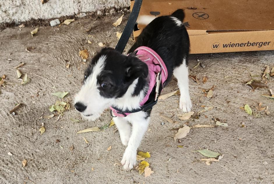 Alerta descoberta Cão Fêmea Toulouse França