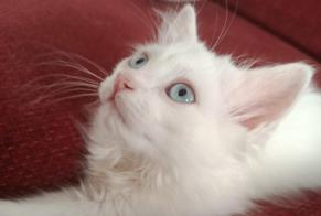 Alerta desaparecimento Gato Fêmea, 0 anos Aubervilliers França