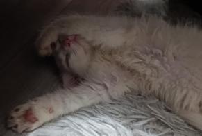 Alerta desaparecimento Gato Fêmea, 0 anos Aubervilliers França