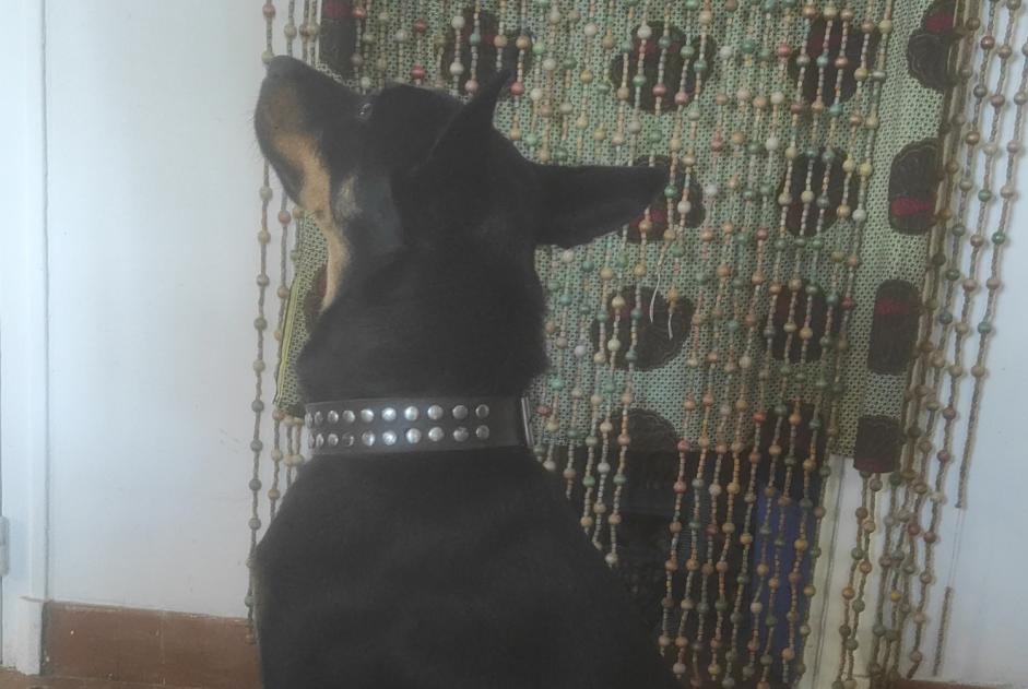 Alerta descoberta Cão Fêmea Prudhomat França