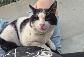 Alerta descoberta Gato Macho Putanges-le-Lac França