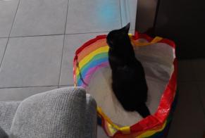 Alerta desaparecimento Gato cruzamento Macho, 6 anos Bayonne França