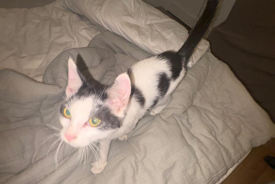 Alerta descoberta Gato Desconhecido Saulcy-sur-Meurthe França