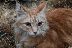 Alerta desaparecimento Gato Macho, 15 anos Callian França
