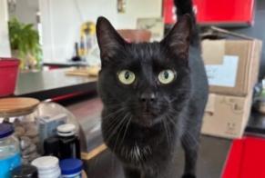 Alerta desaparecimento Gato Fêmea, 67 anos Strasbourg França