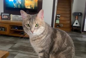 Alerta desaparecimento Gato Fêmea, 5 anos Salmiech França